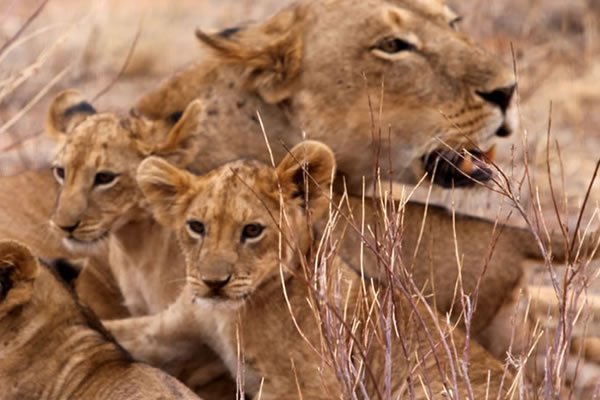 7 Day Kenya Wildlife Safari
