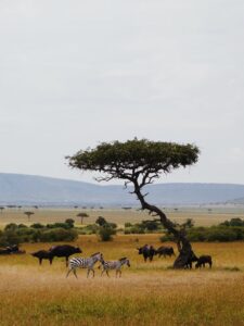 Kidepo valley National Park