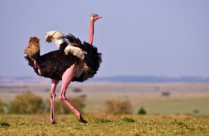 Kidepo valley National Park