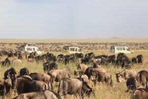 8-day classic guided tour to Serengeti national park