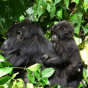 11 days Uganda gorilla wildlife tour and cultural encounter