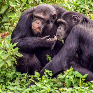 4-day wildlife safari and chimpanzee tracking