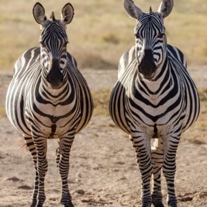 7 Day Northern & Sounthern Kenya Savannah Private Safari