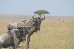 3-day magnificent Murchison Falls safari