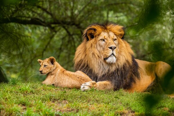 8-day classic guided tour to Serengeti national park