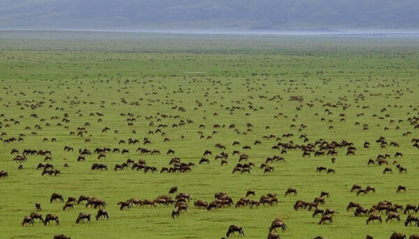 tanzania's 5 day top notch wildlife safari package