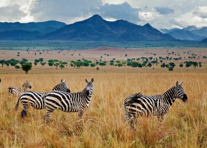 10-day-northern-uganda-kidepo-valley-national-park-safari