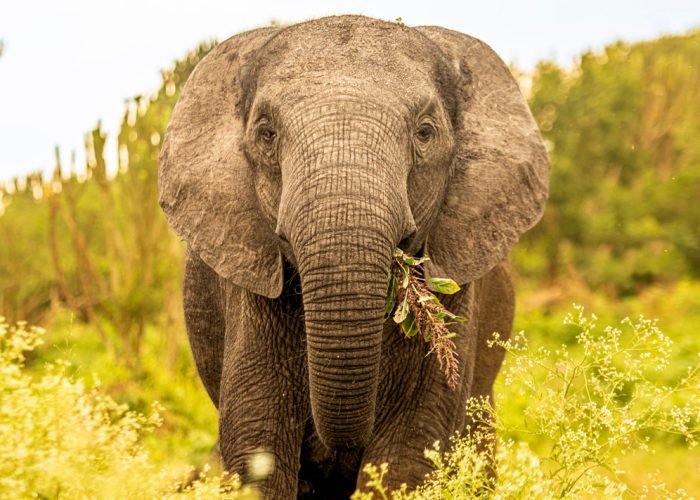 14-days-wildlife-and-gorilla-uganda-adventure