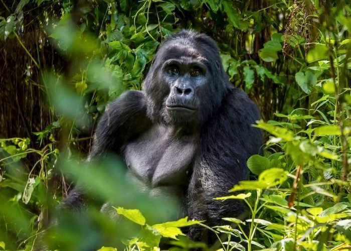16-days-gorilla-trekking-safari-package