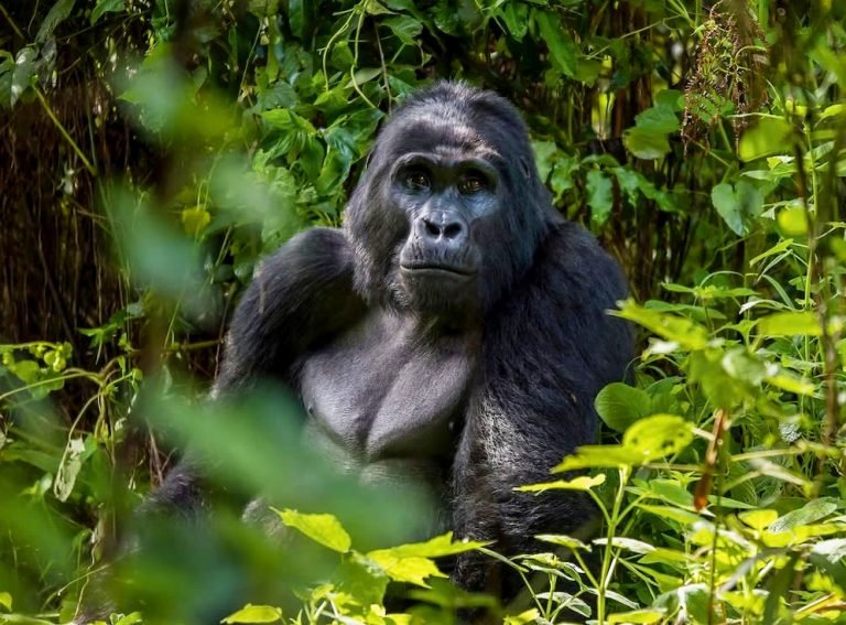 Bwindi National Park