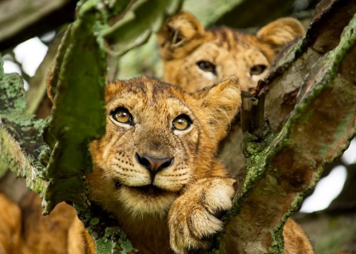 20-days-uganda-gorilla-trekking-safari-holiday