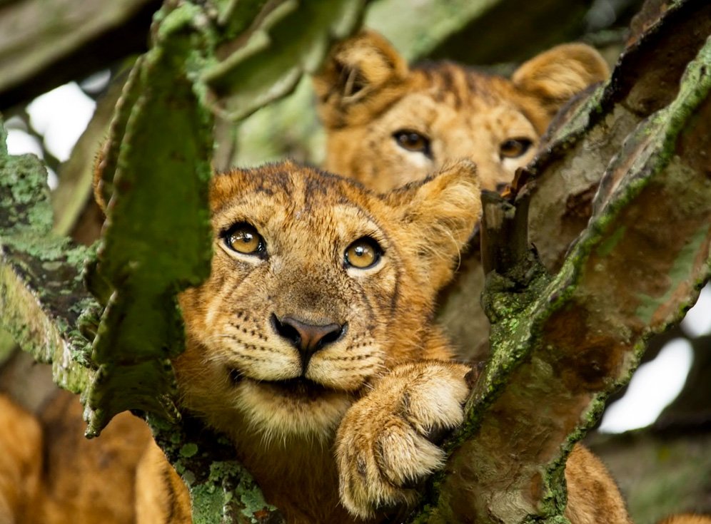 4 Days Serengeti & Ngorongoro