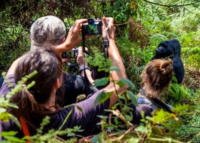 3-day-uganda-gorilla-habituation-safari