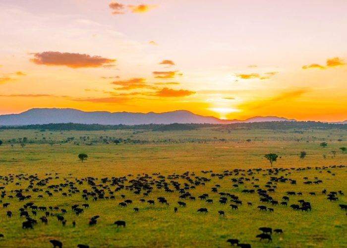 4-days-kidepo-valley-wildlife-package