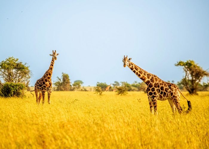 7-days-uganda-luxury-safari-holiday