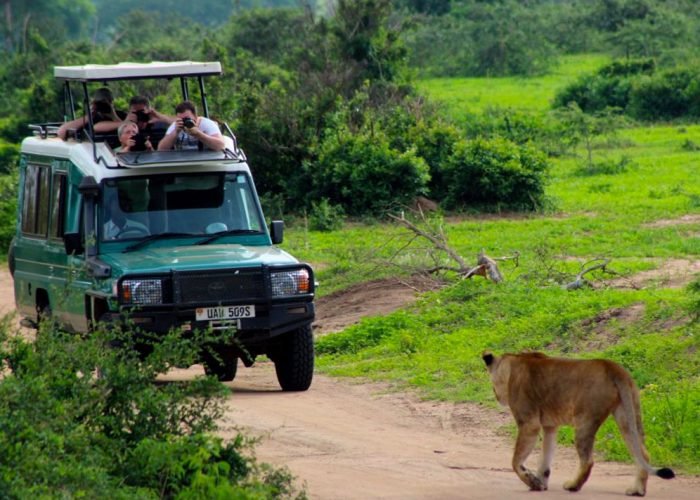 10-days-uganda-gorilla-chimps-and-wildlife