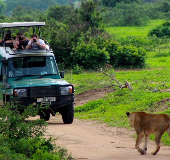 10-days-uganda-gorilla-chimps-and-wildlife 10-days-uganda-gorilla-chimps-and-wildlife