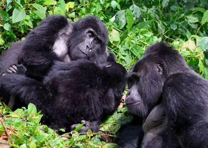 3-days-gorilla-tracking-safari-in-uganda