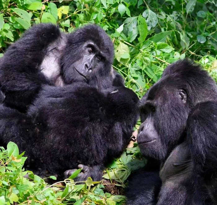 3-days-gorilla-tracking-safari-in-uganda