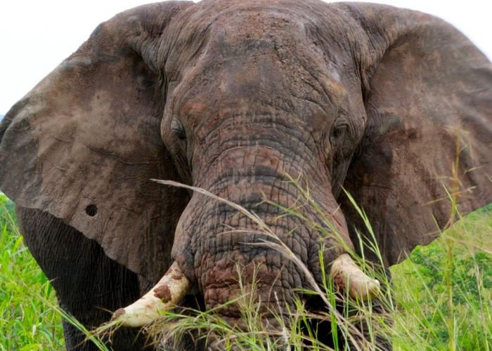3-days-murchison-falls-safari-uganda