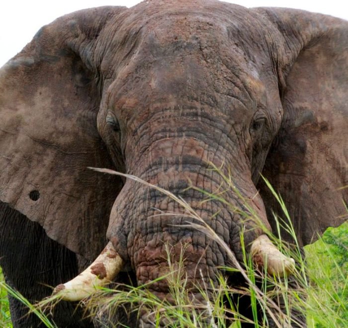 3-days-murchison-falls-safari-uganda 3-days-murchison-falls-safari-uganda