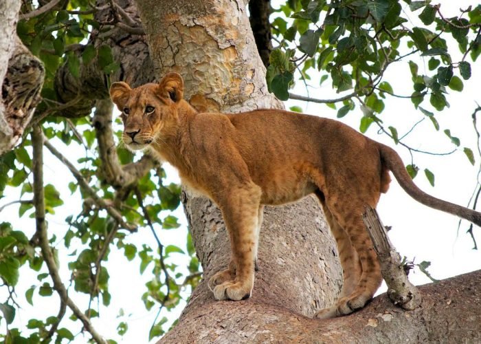 3-days-queen-elizabeth-safari-in-uganda