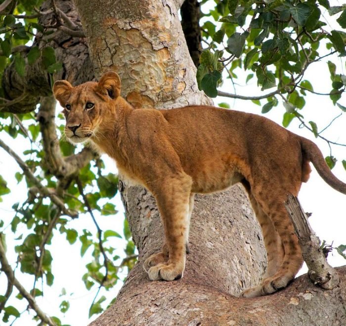 3-days-queen-elizabeth-safari-in-uganda 3-days-queen-elizabeth-safari-in-uganda