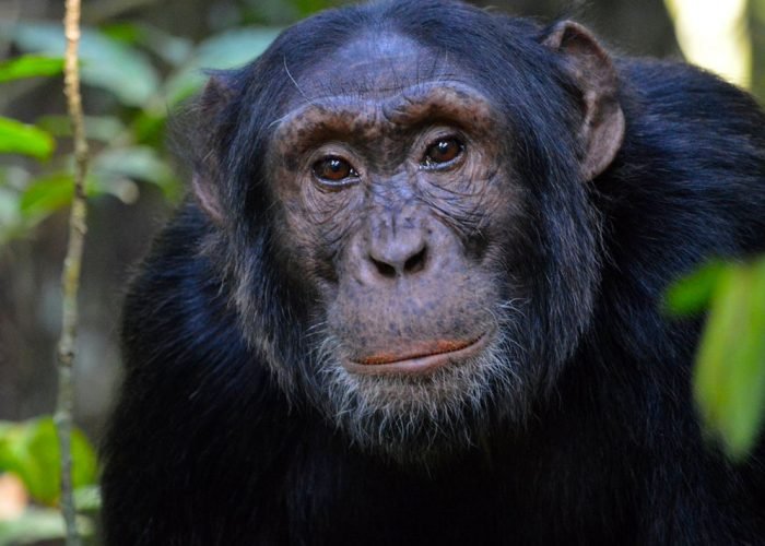 5-days-uganda-gorilla-and-chimpanzee-trekking-package