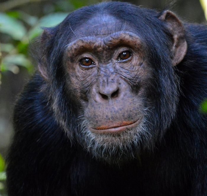 5-days-uganda-gorilla-and-chimpanzee-trekking-package 5-days-uganda-gorilla-and-chimpanzee-trekking-package