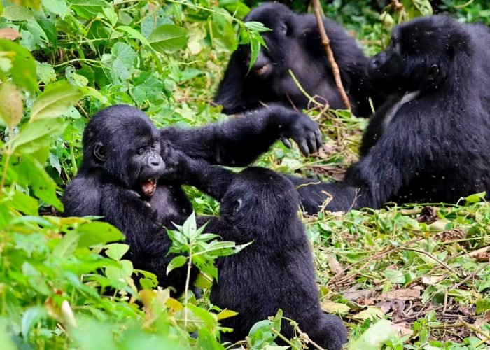 5-days-uganda-gorilla-trekking-safari-holiday