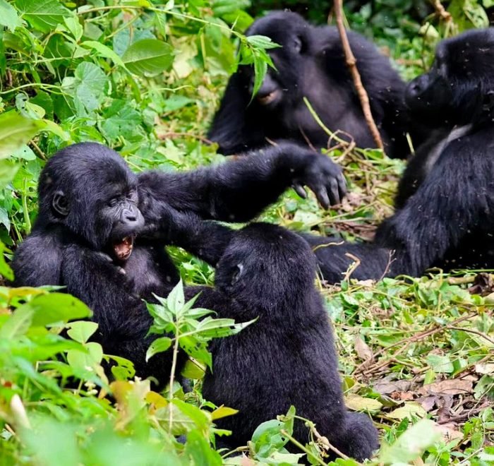5-days-uganda-gorilla-trekking-safari-holiday 5-days-uganda-gorilla-trekking-safari-holiday