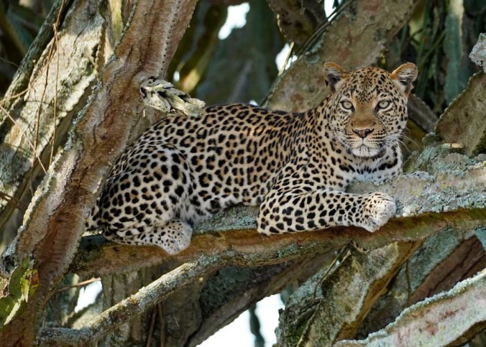 6-days-uganda-wildlife-safari-holiday
