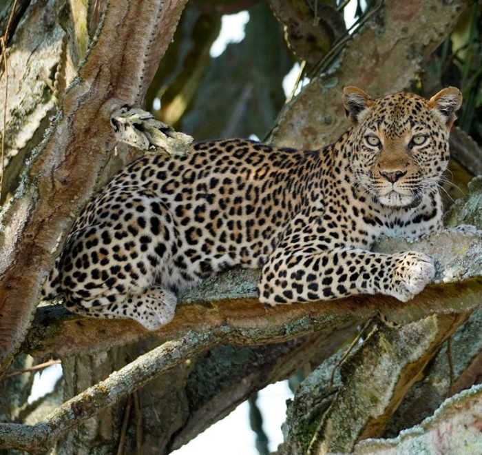 6-days-uganda-wildlife-safari-holiday 6-days-uganda-wildlife-safari-holiday