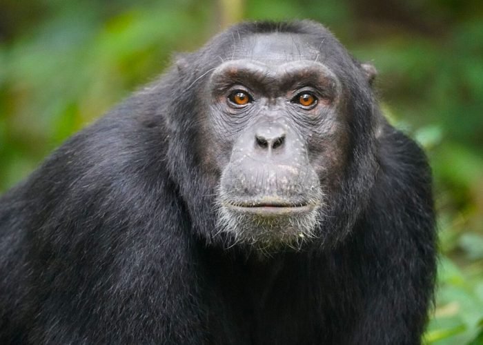 7-days-uganda-primates-safari-package