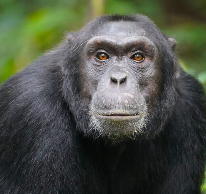 7-days-uganda-primates-safari-package 7-days-uganda-primates-safari-package