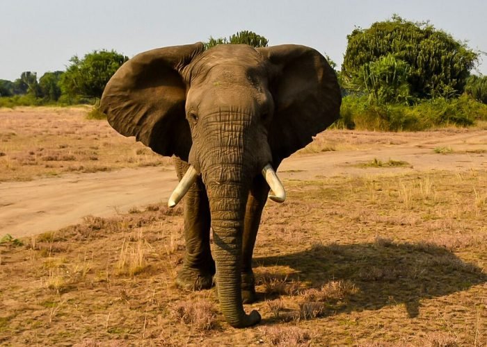 8-days-uganda-wildlife-chimpanzee-and-gorilla-trekking