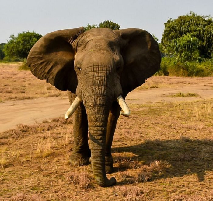 8-days-uganda-wildlife-chimpanzee-and-gorilla-trekking 8-days-uganda-wildlife-chimpanzee-and-gorilla-trekking