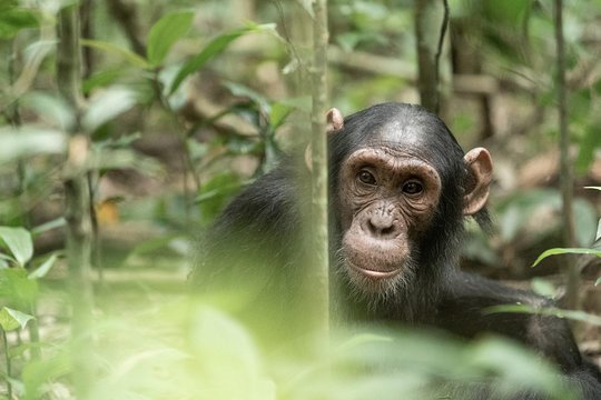 primate Safari