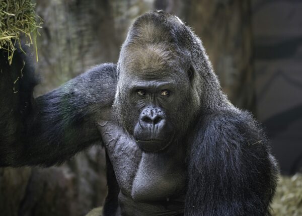 Chimpanzee