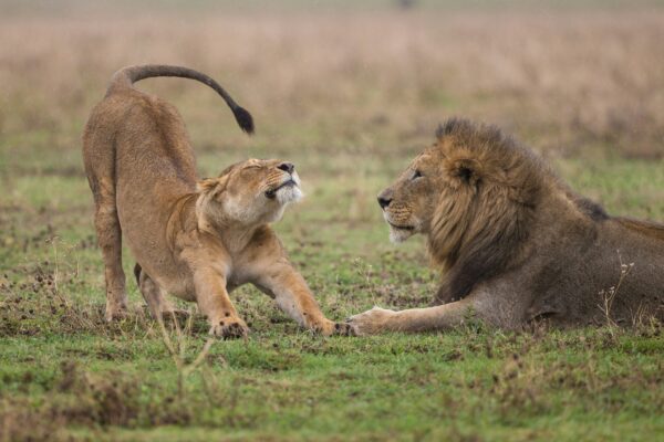 Murchison Falls and tour