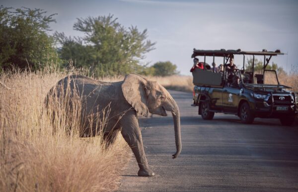 Wildlife