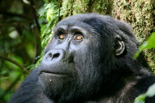 Primate tour