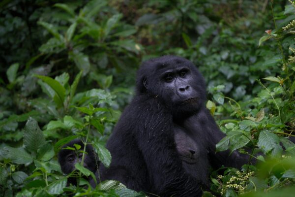 4-Day Golden Monkey, Gorilla & Wildlife Safari