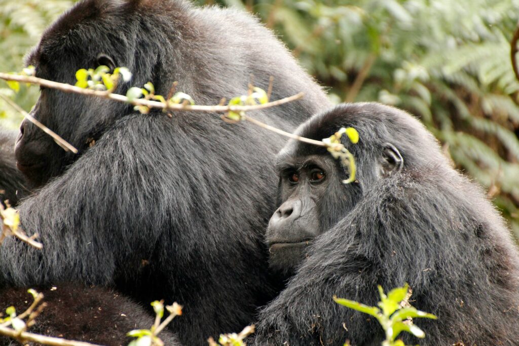Rwanda