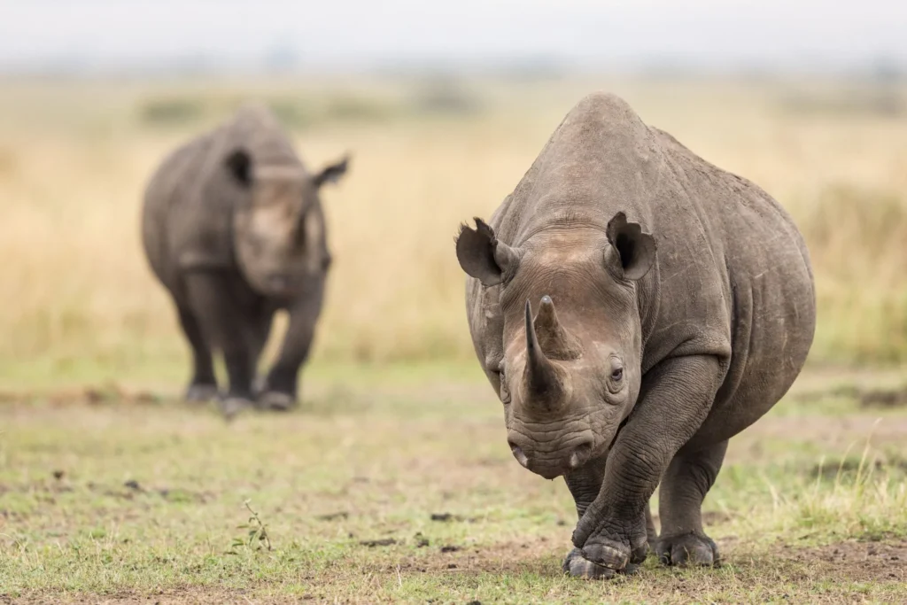 4 Day Masai Mara and Lake Nakuru By Private Safari Jeep