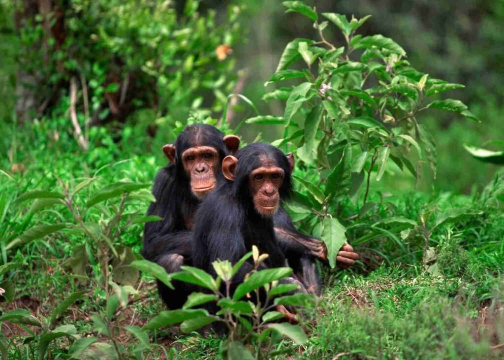 5 Days Uganda Gorilla and Chimpanzee Trekking Package