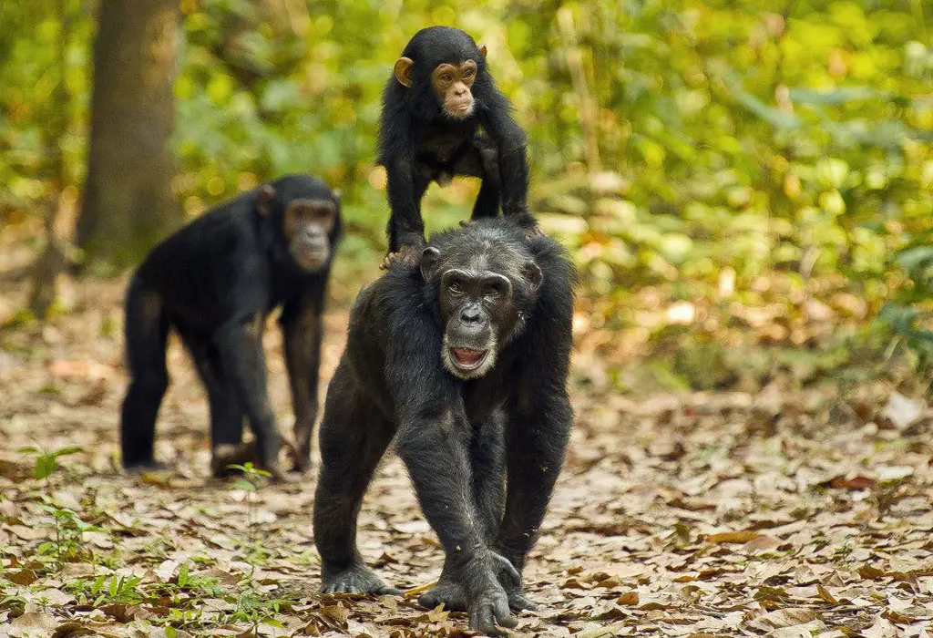 20 Days Uganda Gorillas & Chimps, Wildlife, Community Safari Holiday