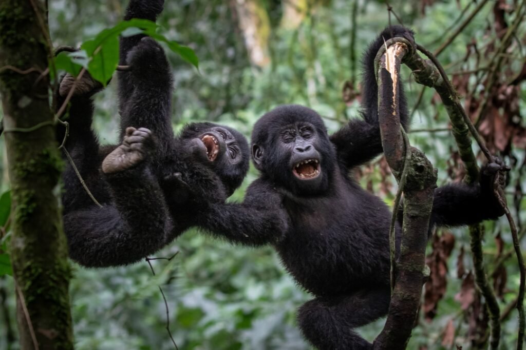 10 Days Rwanda Uganda Gorilla Trekking Safari Package