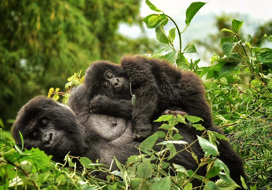 8 Days Uganda Wildlife, Chimpanzee and Gorilla Trekking