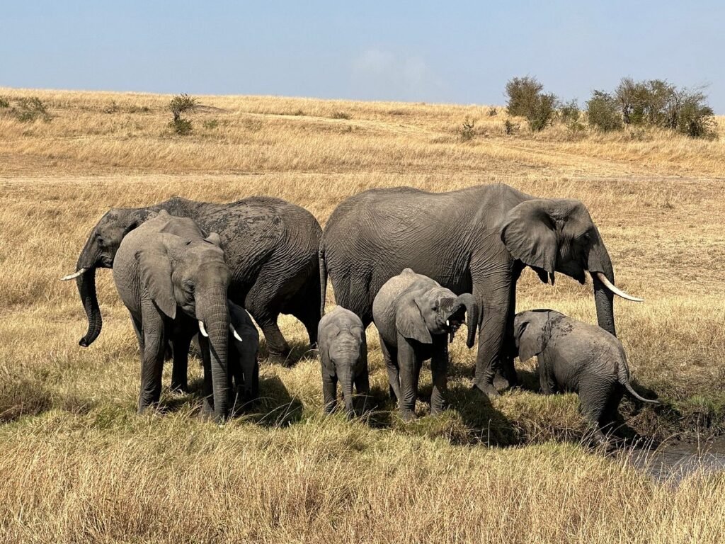 14 Days Rwanda, Uganda Gorilla, Chimpanzee Safari Holiday